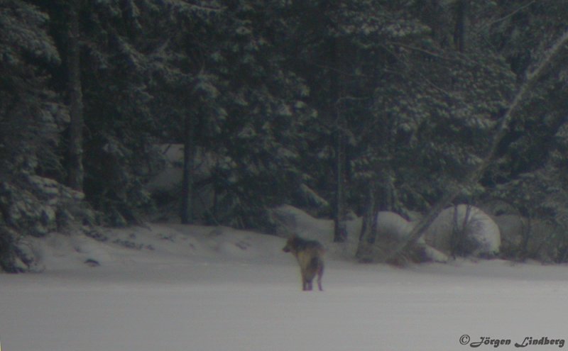 Varg [Wolf]