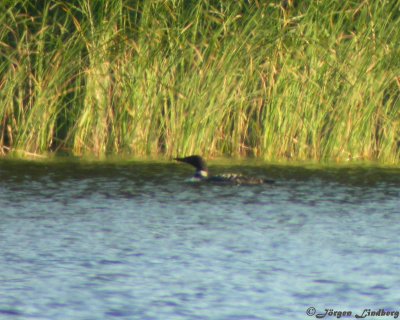 Svartnbbad islom/Great Northern Loon