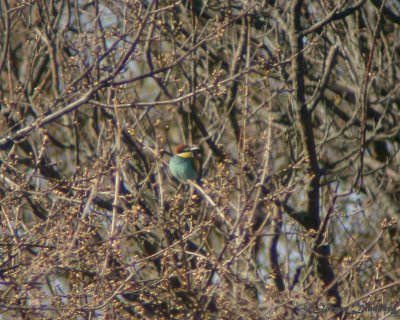 Bitare/European Bee-eater