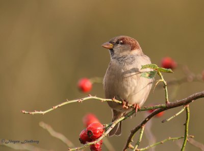 Grsparv [House Sparrow] )IMG_xxx)