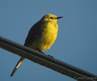 Gulhuvad gulrla/Yellowish-crowned/Yellow-headed Wagtail