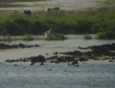 Sandtrna/Gull-billed Tern