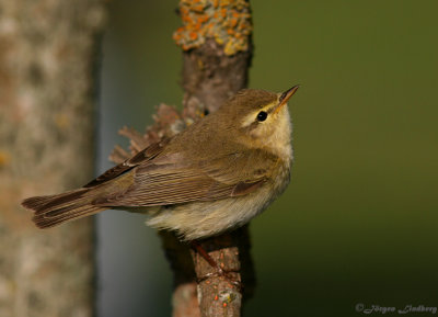 Lvsngare [Willow Warbler] (IMG_xxx)