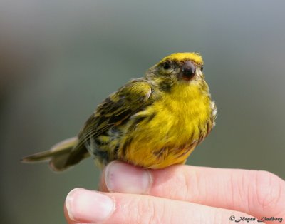 Gulhmpling / European Serin