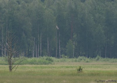 Stpphk / Pallid Harrier