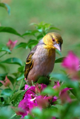 WEAVER BIRD