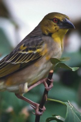 WEAVER BIRD