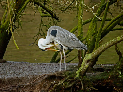 GREY HERON