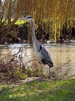 GREY HERON