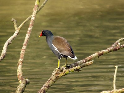 MOORHEN