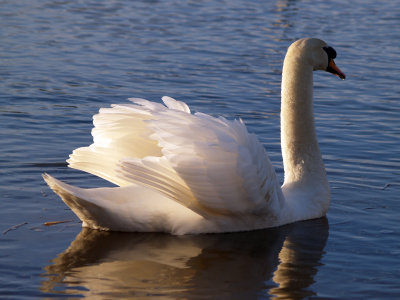 SWAN