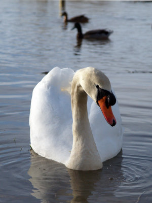 SWAN