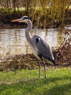 GREY HERON