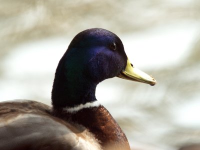 MALLARD DUCK