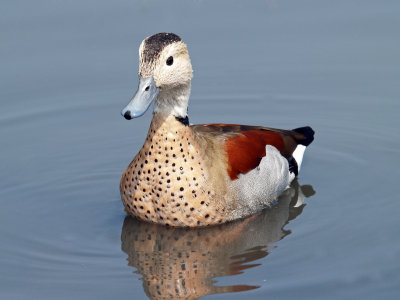 RINGED TEAL