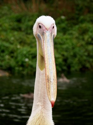 LONDON ZOO