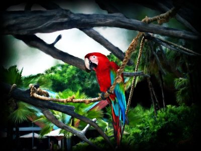 Parrot at Busch Gardens