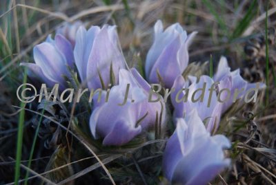 crocus3wtmk.jpg