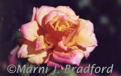 rose451wtmk.jpg