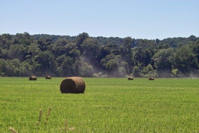 Hay in the Meadow