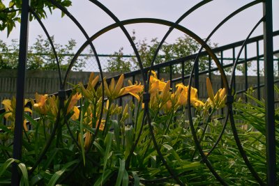 Railings and Lillies - Canal Walk