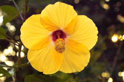 Hibiscus and Translucence