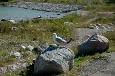 DSC_0105.JPG