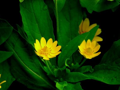 DSCN0620.JPG