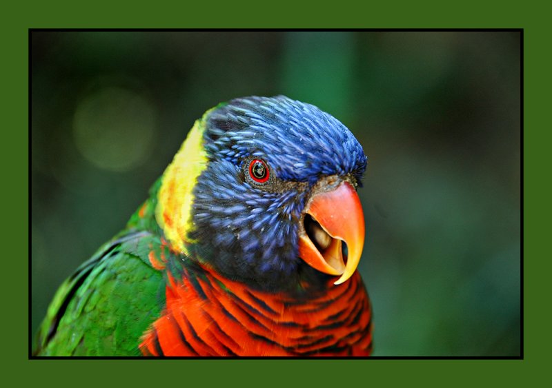 zoo bird 06 bright web.jpg