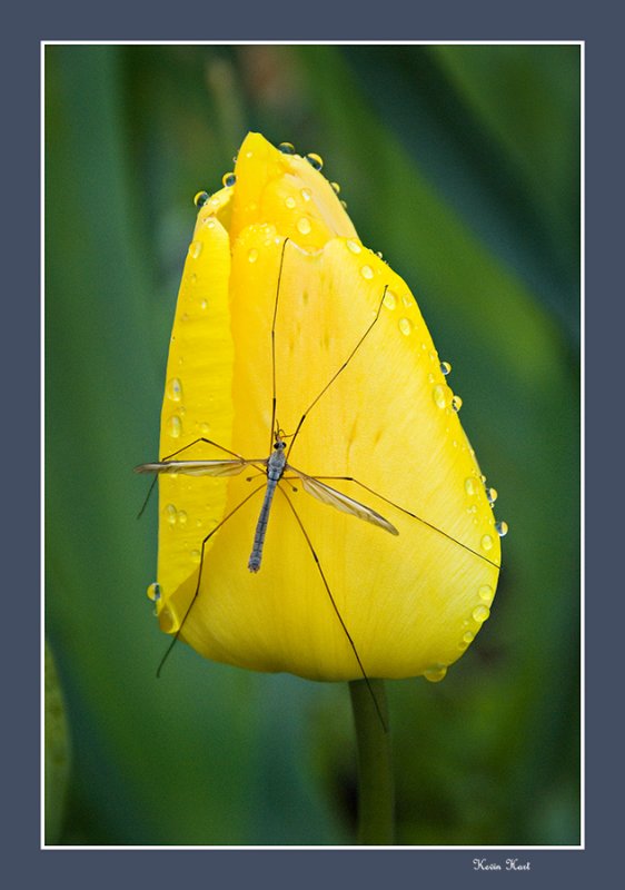 Bug flower 15x 0405 web.jpg