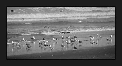 BW seagulls 0906 17x web.jpg