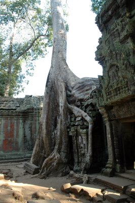Nature taking possesion