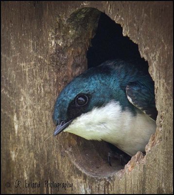 Tree Swallow
