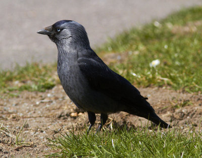 KajaEurasian Jackdaw(Corvus monedula)