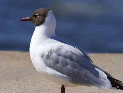 SkrattmsBlack-headed Gull(Chroicocephalus ridibundus)