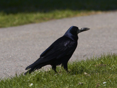 RkaRook(Corvus frugilegus)