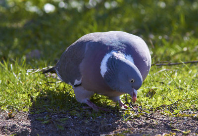 RingduvaCommon Wood-Pigeon<br(Columba palumbus)