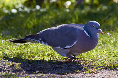 RingduvaCommon Wood-Pigeon<br(Columba palumbus)