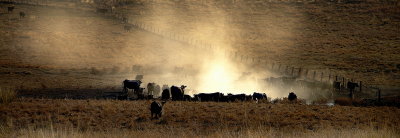 Cattle Dust