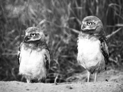infrared bWW screen_6125764-01.jpg
