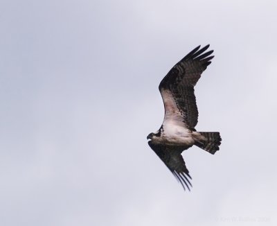 raptors_2006