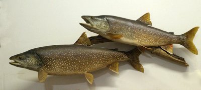 lake_trout