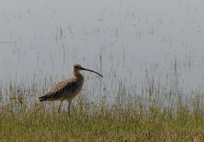 aWsm_4062616.jpg