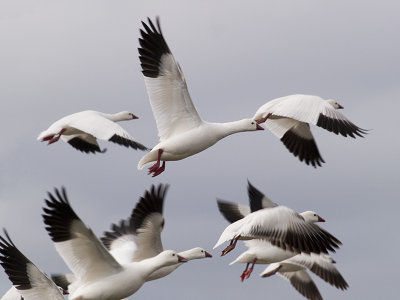 _waterfowl_