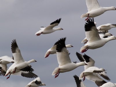 _waterfowl_