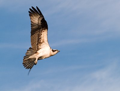 raptors_2006