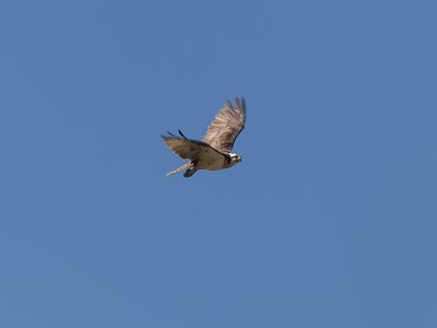 WP5295638-2.jpg