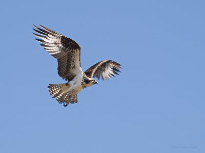 Aw P6296155.jpg