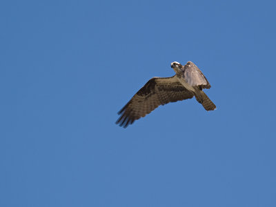 a wP6296161.jpg