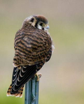 AwW-8057168.jpg